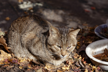 流浪猫