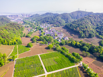 茶叶基地