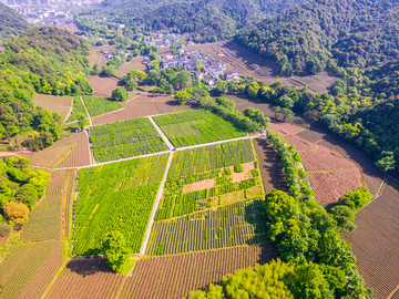 茶叶基地