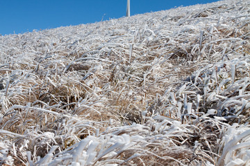 冰雪下的草原枯草