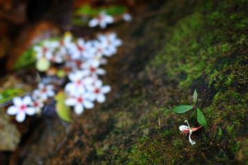 油桐花