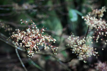 油桐花