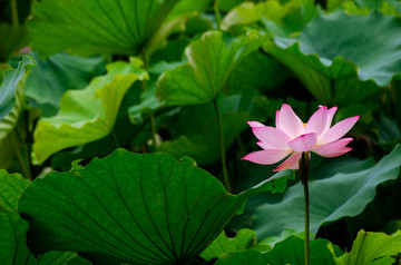 粉色莲花