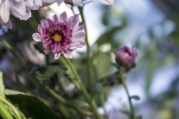 菊花特写