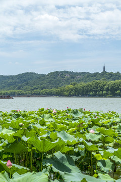 杭州西子湖畔