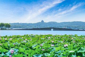 杭州西湖荷塘