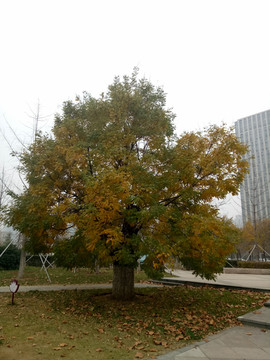 秋季国槐树