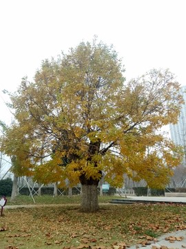 秋季国槐树