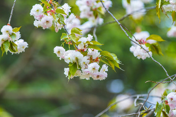 樱花