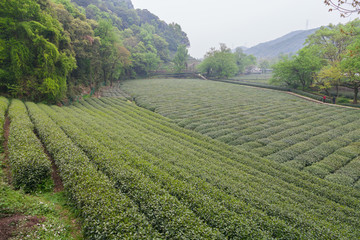 杭州西湖龙井茶园