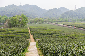 杭州西湖龙井茶园