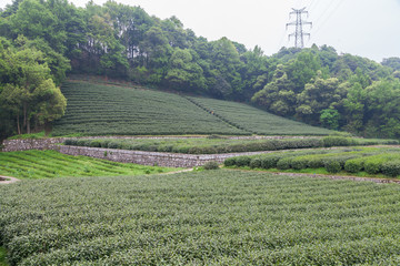 杭州西湖龙井茶园