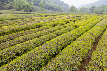 杭州西湖龙井茶园