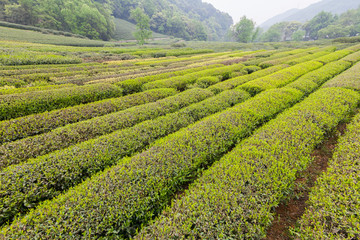 杭州西湖龙井茶园