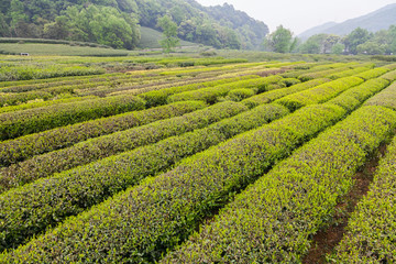 杭州西湖龙井茶园