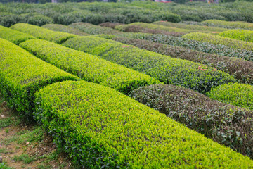 杭州西湖龙井茶园