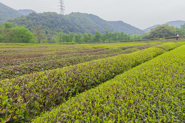 杭州西湖龙井茶园