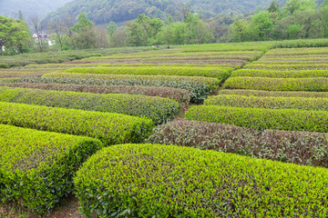 杭州西湖龙井茶园