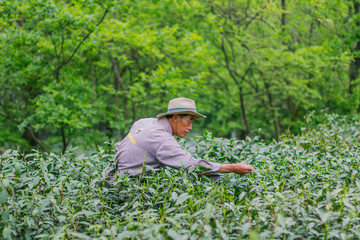 杭州西湖龙井茶园