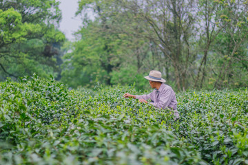 杭州西湖龙井茶园