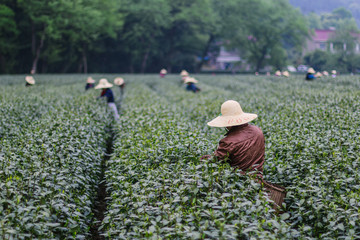 杭州西湖龙井茶园