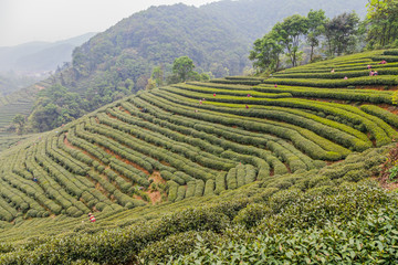 杭州西湖龙井茶园