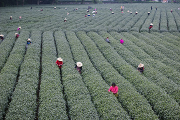 杭州西湖龙井茶园