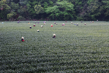 杭州西湖龙井茶园