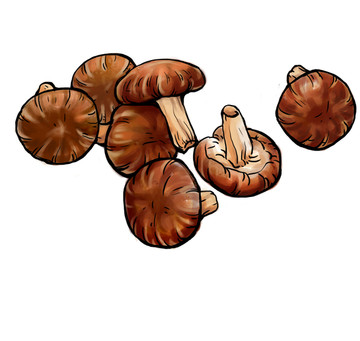 香菇插画