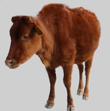 香格里拉牦牛
