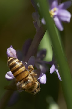 蜜蜂