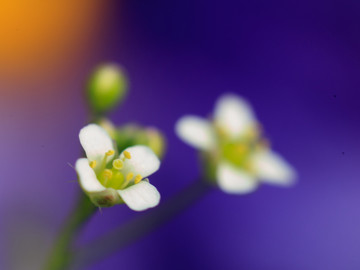 荠菜花