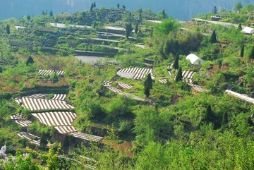 高山田园