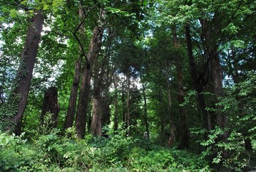 石台风光