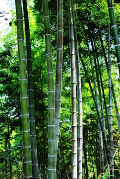 竹林