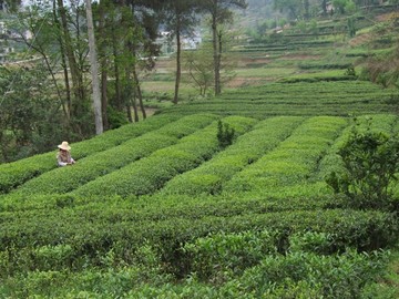 茶园风光