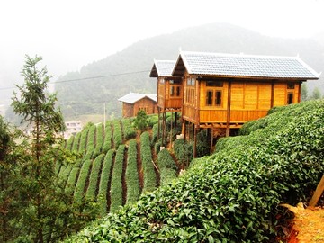 茶园风光