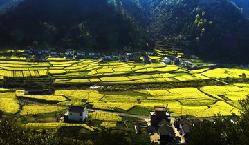 奇峰新华