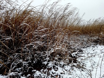 下雪的草地