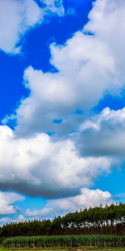 蔗海桉树林蓝天白云手机壁纸