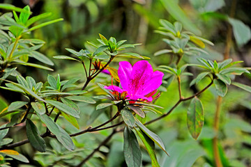 杜鹃花