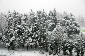 雪中青松