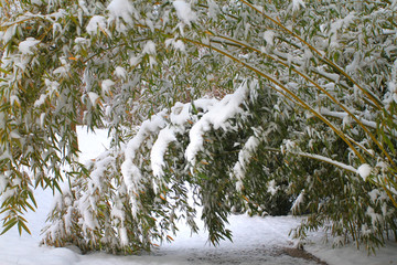 雪竹