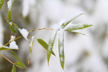 雪竹