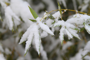 雪竹