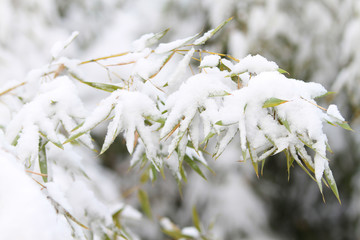 雪竹