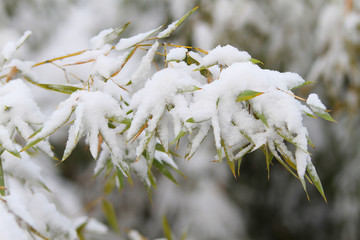 雪竹