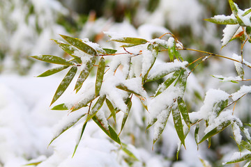 雪竹