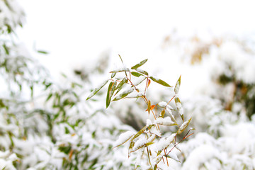 雪竹