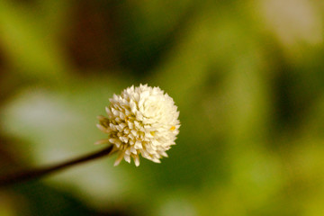 花卉特写